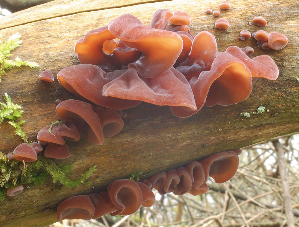 Judasohr(Auricularia_auricula-judae)